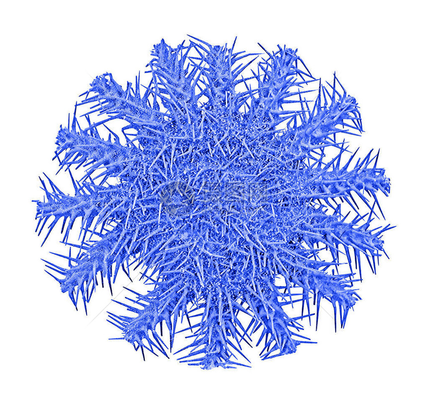 白色背景上孤立的荆棘冠海星图片