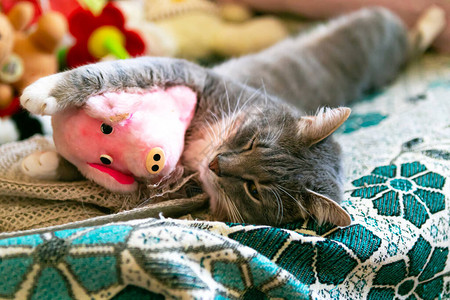 小猫睡在坏处毛绒玩具特写图片