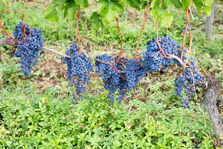 一串葡萄在法国葡萄园图片