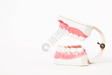 牙科模型牙齿模型白色背景图片