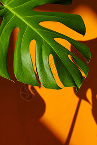 背景为橙色的龟背竹特写镜头现代内饰中的龟背竹美丽的颜色组合图片