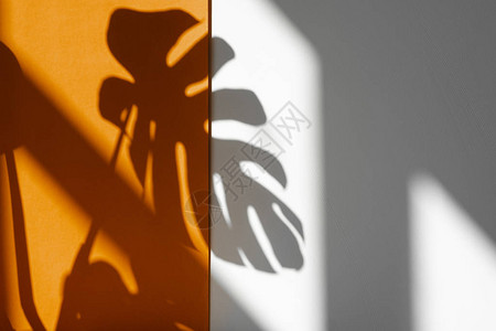 白色和橙色背景的Fortera的影子图片