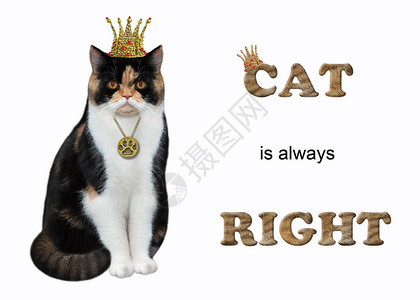 猫王戴着皇冠和奖章猫永远是对的白色背图片