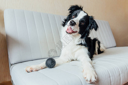 可爱的微笑小狗边境牧羊犬在室内沙发上玩具球的有趣肖像家庭小狗的新可爱成员在家凝视和等待宠物护背景图片