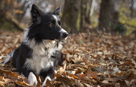 一只美丽的边境小狗躺在秋叶的秋叶中图片