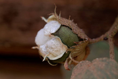 种子胶囊树棉Gossiumarbo图片
