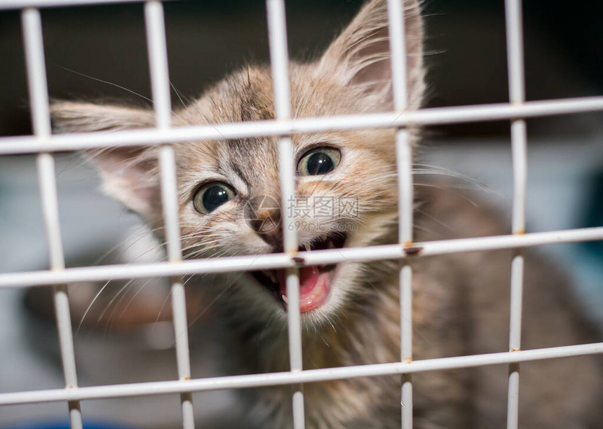 庇护所笼子里的悲伤猫图片