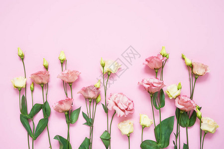 粉红色背景上的粉红和白枯叶花图片