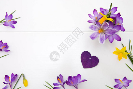 紫心和番红花在白木背景下被隔离图片