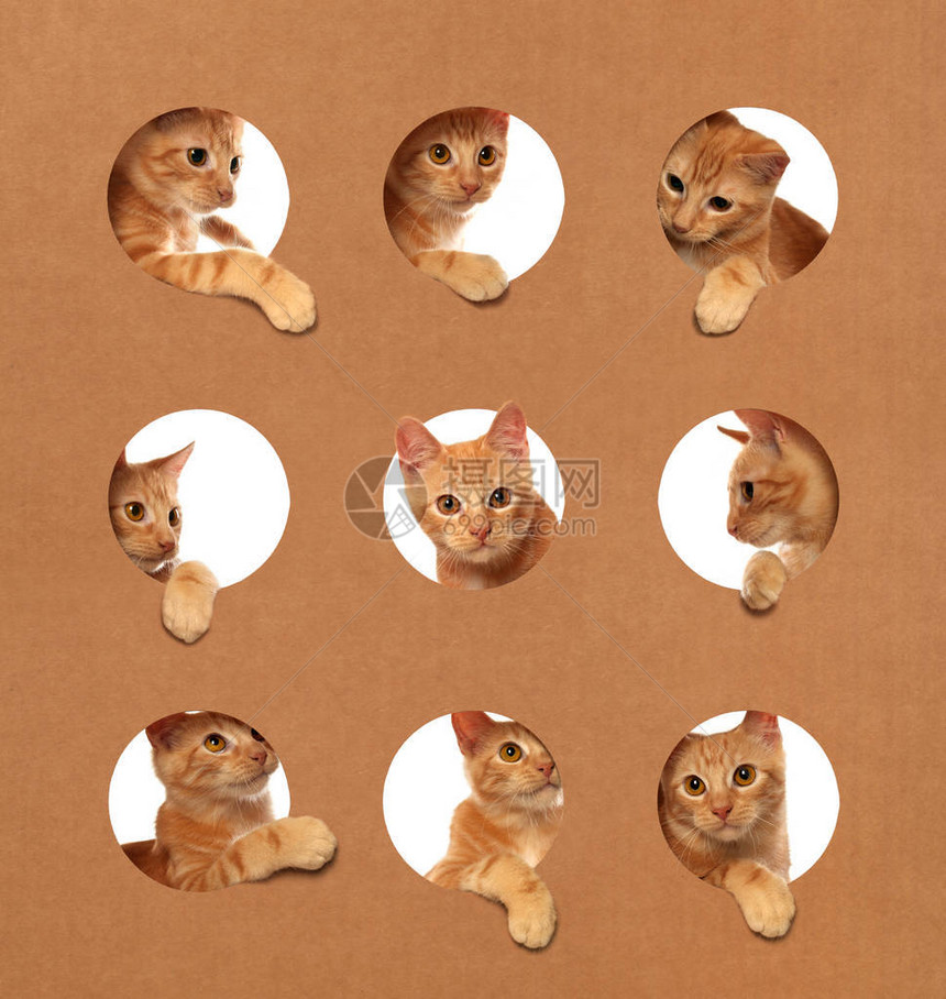 可爱的橙色小猫在纸箱里玩耍图片