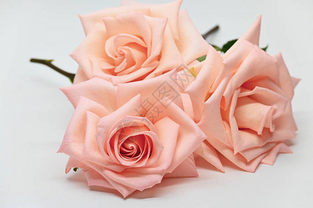 三朵美丽的花朵玫瑰白色背景图片