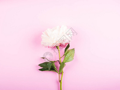 粉红色背景上美丽的白牡丹平躺图片