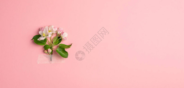 粉色背景上的一枝花背景图片