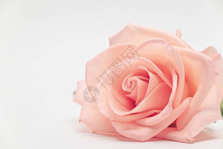 单美花玫瑰花朵白色背景图片