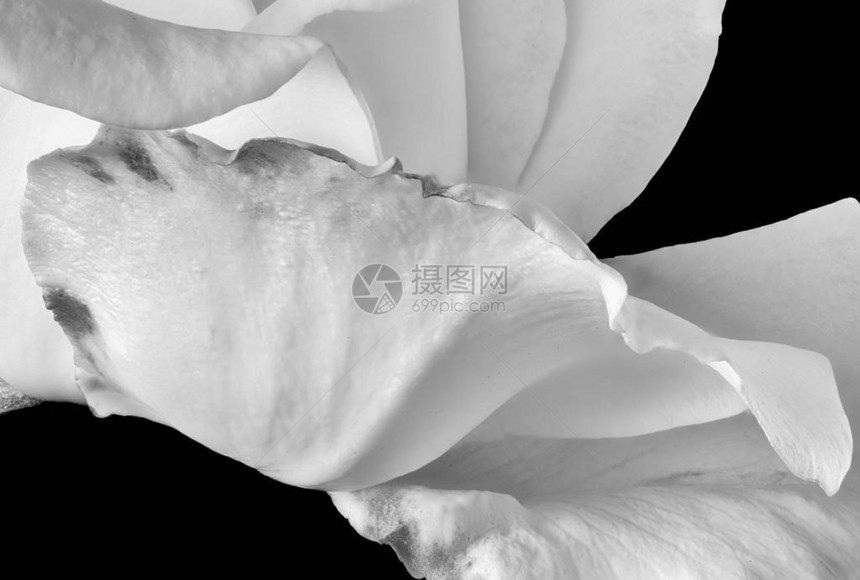 黑色背景中突显的白玫瑰花瓣宏图片