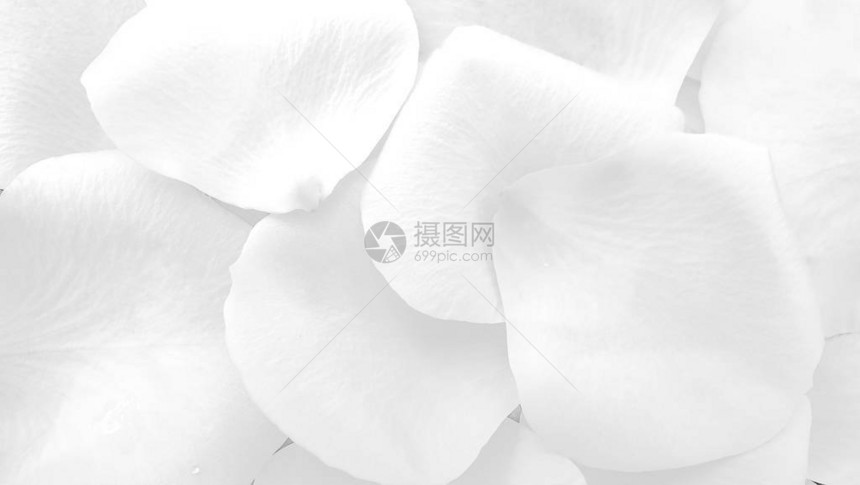 白玫瑰花瓣清洁花卉背景图片