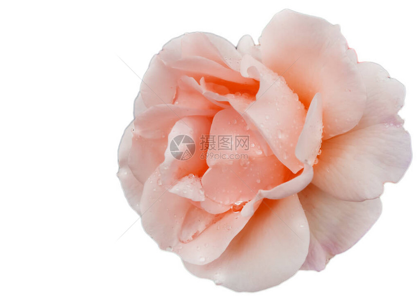 紧贴着一朵小花一朵精致的粉红玫瑰图片