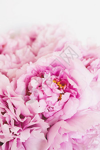 一束美丽的新鲜粉红色牡丹花盛开图片
