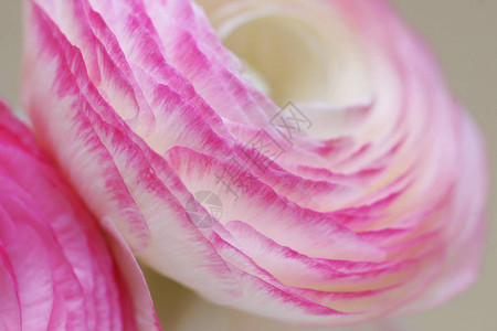 粉红色毛茛花束图片