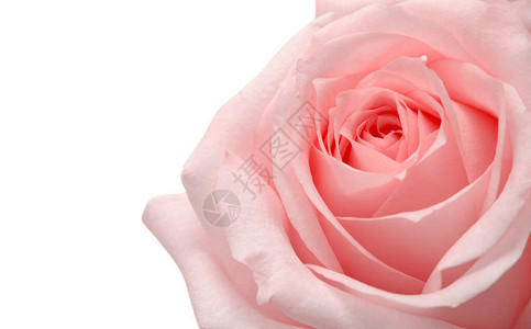 粉红玫瑰微距背景图片