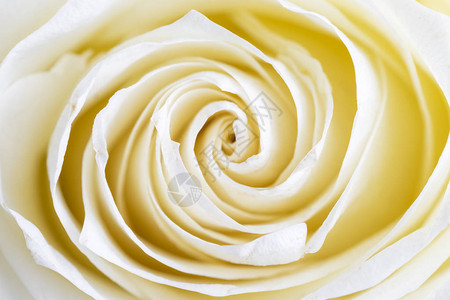 白色背景上的白玫瑰图片