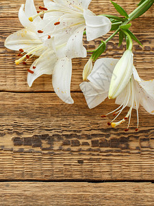 旧木背景上的白百合美丽盛开的花朵在木图片