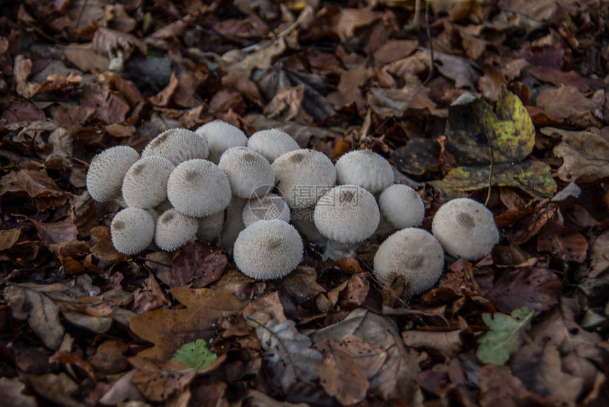 在森林地面上有子实体的蘑菇菌落图片