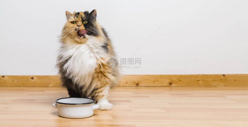 吃完饭后猫会清理她的嘴复制你个图片