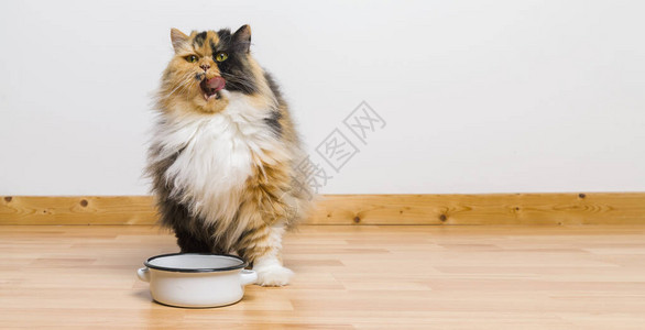 吃完饭后猫会清理她的嘴复制你个图片
