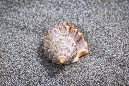 装饰贝壳在沙子里在新西兰太图片