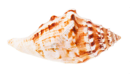 白色背景上孤立的海软体动物海螺图片