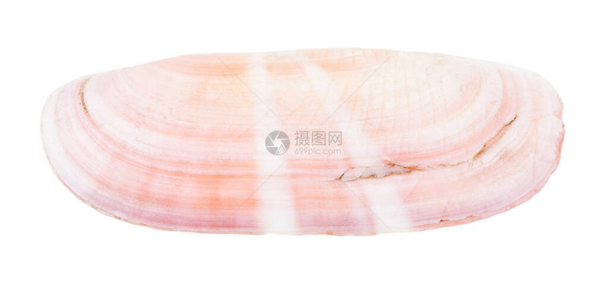 白色背景上孤立的粉红色蛤蜊壳图片