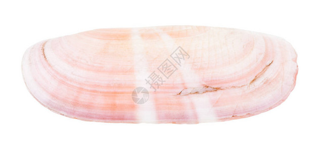 白色背景上孤立的粉红色蛤蜊壳图片