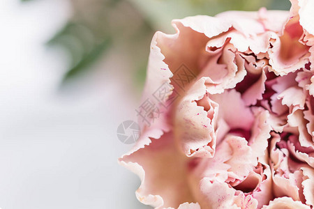 光背景的粉红康乃馨鲜花顶视图背景图片