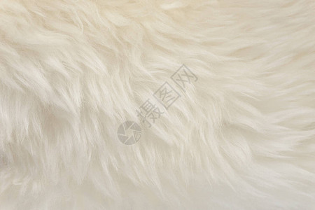 白色动物羊毛纹理背景蜜蜂天然羊毛紧图片