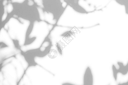 照片的重叠效果白墙上叶子的灰色阴影抽象中概念的背景模糊文本空图片