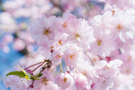 淡粉色樱花花枝图片