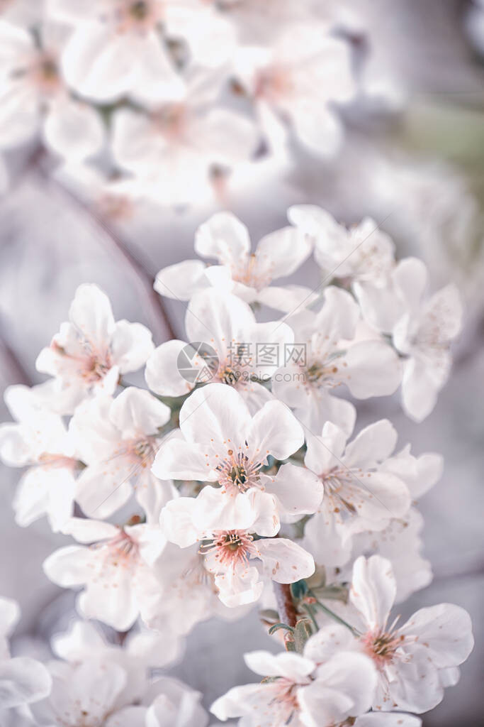 白色精致樱花图片