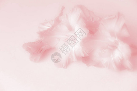 具有平坦地形花朵的同粉色背景图片