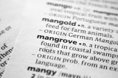 字典中的单词或短语Mangrove图片