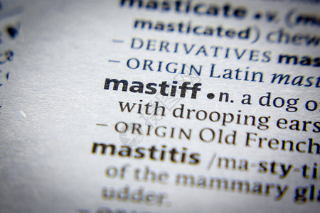 Mastiff词语或短语及其在图片