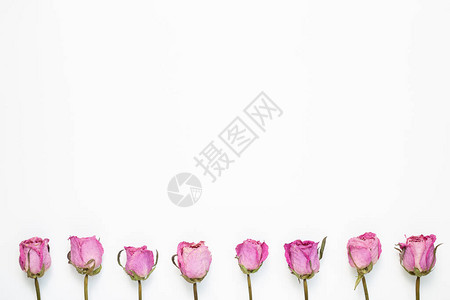 白色背景上的干粉红玫瑰花花的成份平地顶视图图片