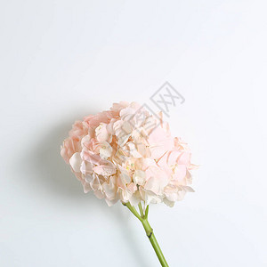 白色背景上新鲜的粉红色花朵Floral构成顶视图图片