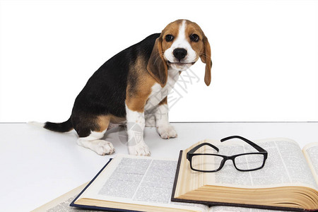 可爱的小猎犬小狗带着一本书和眼镜图片