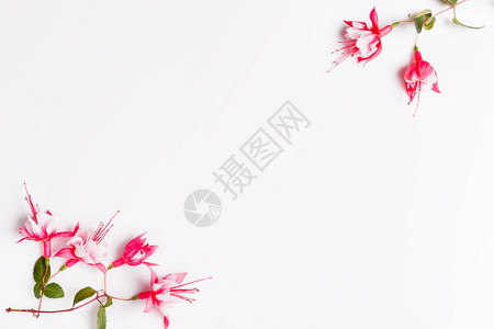 白色背景上的节日春夏粉红色紫红色花朵组成图片