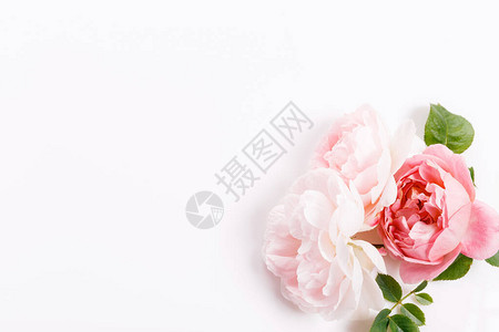 节日花粉红玫瑰图片