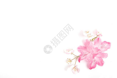 白色背景上的节日野生春夏花组成背景图片