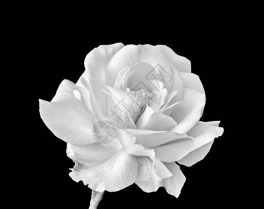 黑色背景上明亮的高调单色玫瑰花宏背景图片