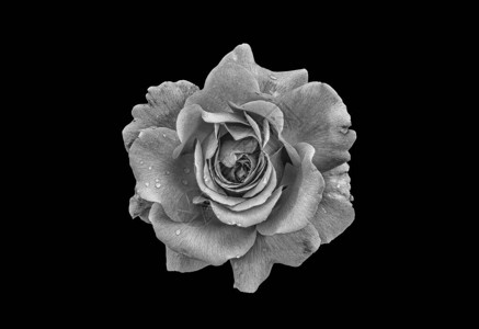 灰玫瑰花在黑色背景上闪亮的单色宏背景图片