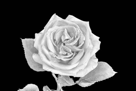 单色孤立的白玫瑰花叶子黑色背景虚拟绘画背景图片